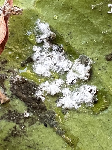 Woolly Whitefly photo 5