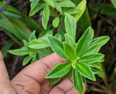 Peperomia hesperomannii