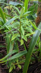 Peperomia hesperomannii