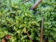 Lophocolea semiteres