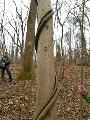 Menispermum canadense