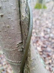 Menispermum canadense