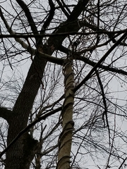 Menispermum canadense