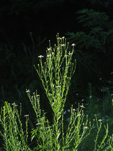Aster shimadae, photograph 4
