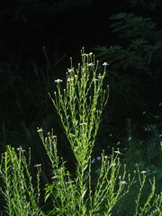 author not stated, no rights reserved Aster shimadae, photograph author not stated, no rights reserved