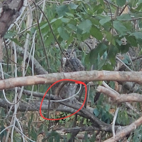 View observation of {o.common_name} on iNaturalist