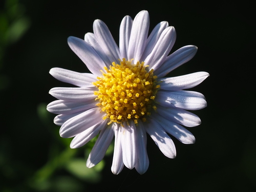 Aster shimadae, photograph 3