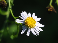 Aster shimadae, photograph author not stated, no rights reserved