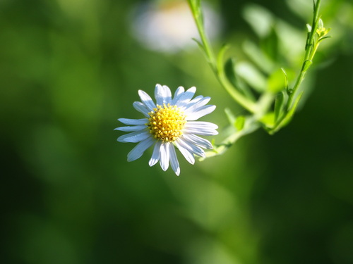 Aster shimadae, photograph 5