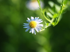 author not stated, no rights reserved Aster shimadae, photograph author not stated, no rights reserved