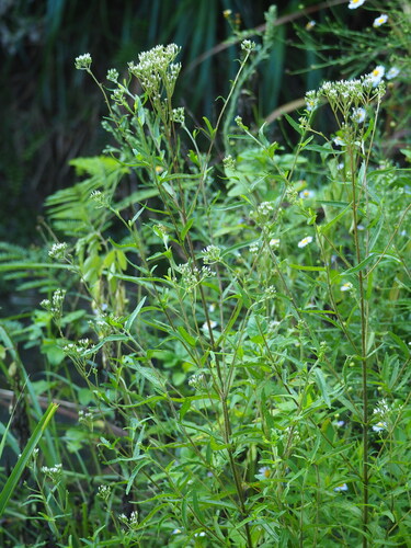 Eupatorium lindleyanum, photograph 5