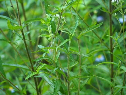 Eupatorium lindleyanum, photograph 6