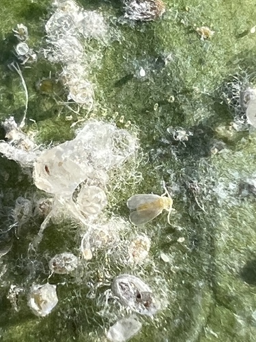 Woolly Whitefly photo 4