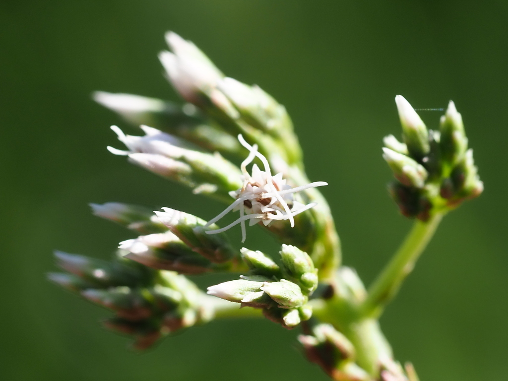 Eupatorium lindleyanum; photograph author not stated, no rights reserved