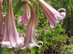 Crinum lineare