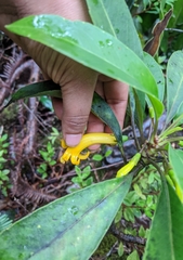 Scaevola glabra
