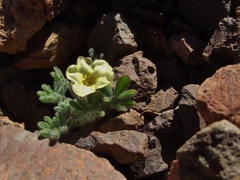 Argylia tomentosa