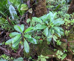 Scaevola glabra