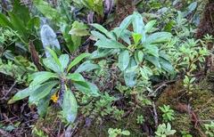 Scaevola glabra