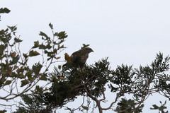 Buteo buteo rothschildi