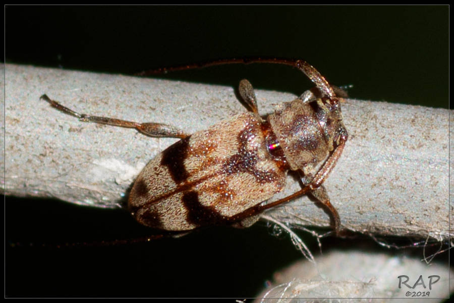 Polymitoleiopus mancus