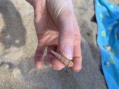 Terebridae