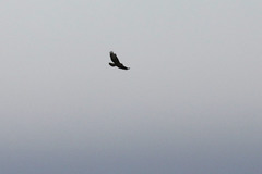 Buteo buteo rothschildi