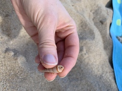 Terebridae