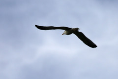 Larus michahellis atlantis