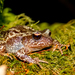 Rosy Ground Frog - Photo (c) MatiasG, some rights reserved (CC BY-NC), uploaded by MatiasG