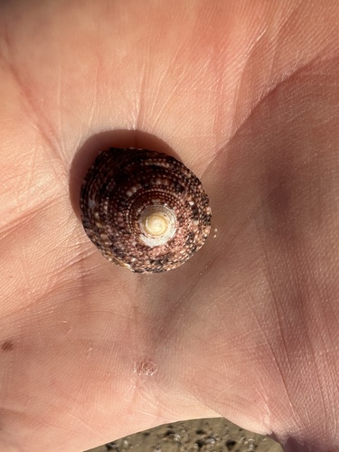 Trochus nigropunctatus observed 2025-10-24