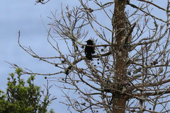 Turdus merula azorensis