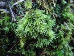 Leucobryum juniperoideum
