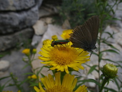 Anthaxia hungarica