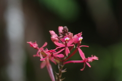 Epidendrum cochlidium
