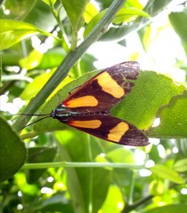 Cyanopepla submacula