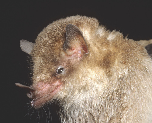 Bokermann's nectar bat (Lonchophylla bokermanni) — Data Deficient Mammalia