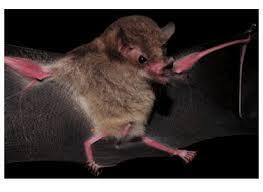 Bokermann's Nectar Bat