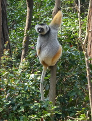 Propithecus diadema