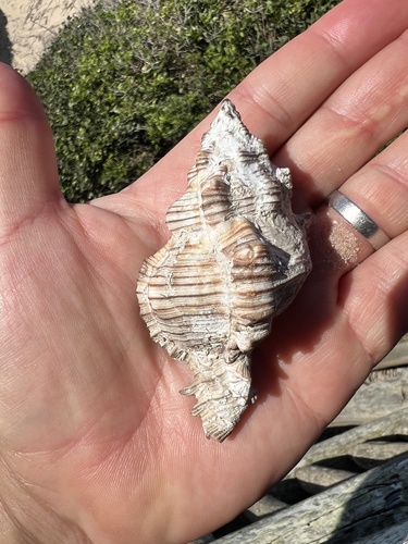 Chicoreus torrefactus observed 2025-10-24