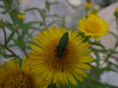 Anthaxia hungarica