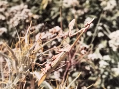 Empusa