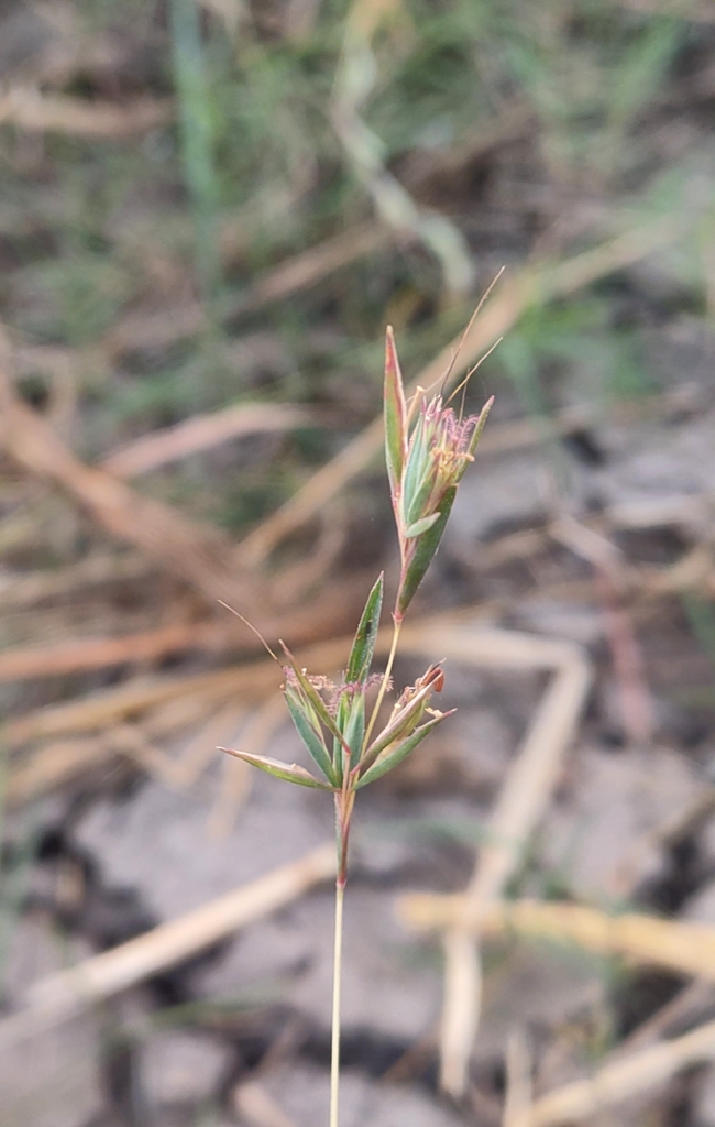 Iseilema prostratum (Iseilema prostratum)