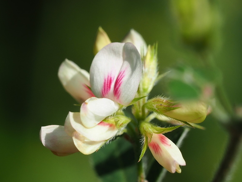 Lespedeza daurica iNat (2)