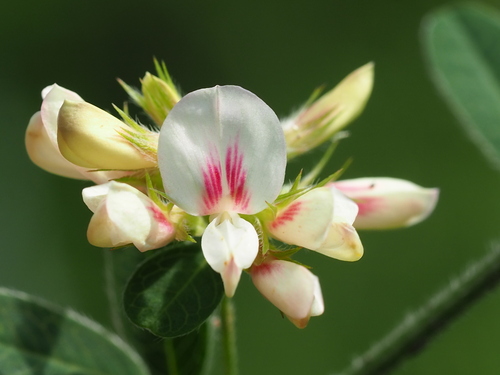Dahurian lespedeza (Lespedeza daurica)