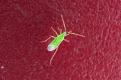 Macrolophus pygmaeus