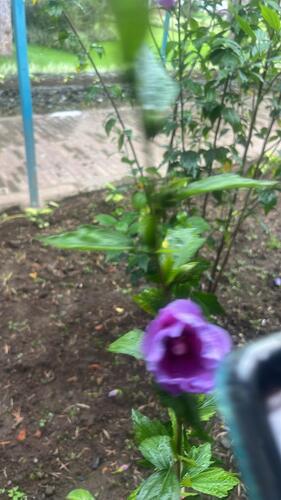 common hibiscus