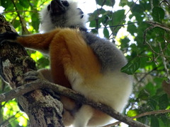 Propithecus diadema