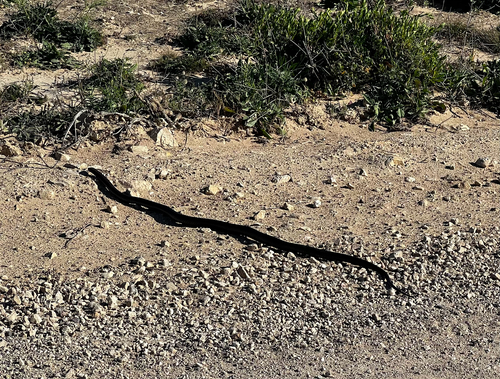 Tiger Snakes sighting