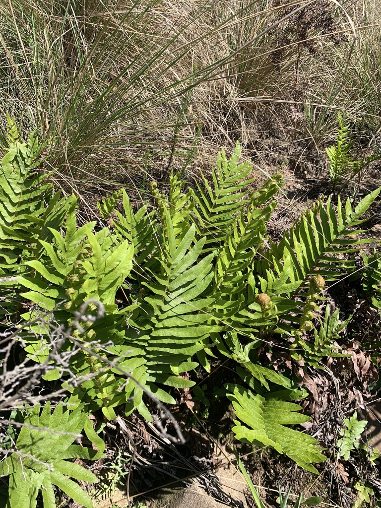 Cape Hard Fern from Emakhazeni, Belfast, Mpumalanga, ZA on October 24 ...